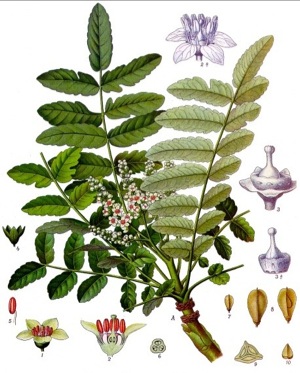 フランキンンセンス植物画