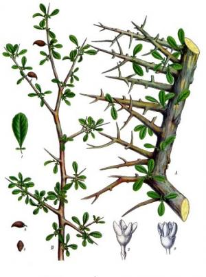 ミルラの植物画