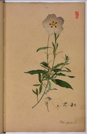 ラブダナム植物画