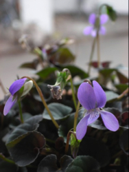violet130324(250変換後) violet130324(250変換後)