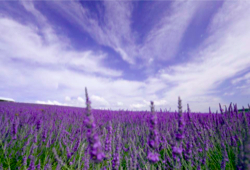 lavender（250変換後）