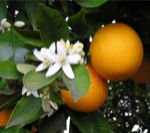 OrangeBloss_wb(150変換後) OrangeBloss_wb(150変換後)