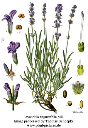 lavender2（変換後）