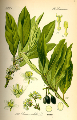 Laurus_nobilis(250変換後) Laurus_nobilis(250変換後)